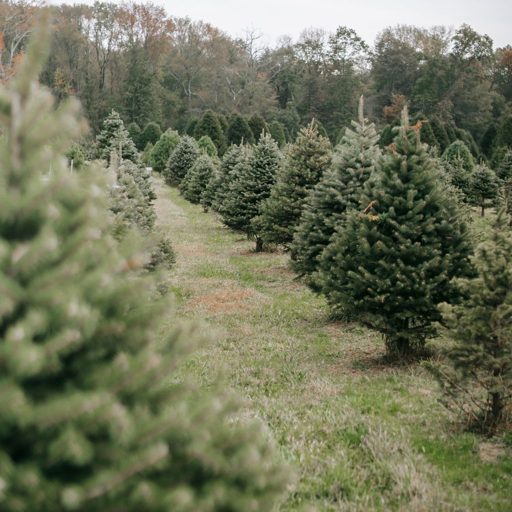Tree farm. 
